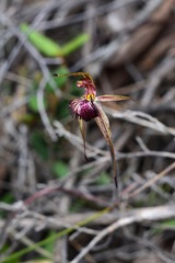 Caladenia ampla