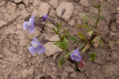 Mimulus gracilis