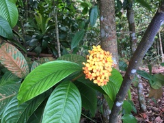 Ixora congesta