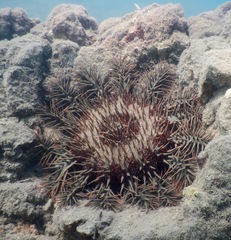 Acanthaster