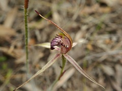 Caladenia ampla