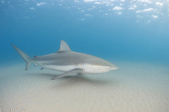 Carcharhinus obscurus