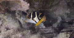 Canthigaster valentini