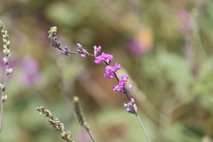 Cullen australasicum