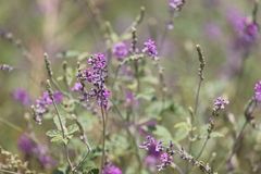 Cullen australasicum