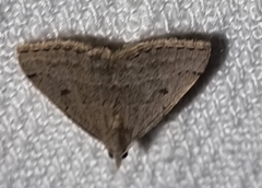 Dichromodes usurpatrix