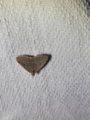 Dichromodes usurpatrix