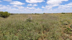 Cullen australasicum