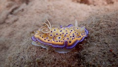 Goniobranchus kuniei