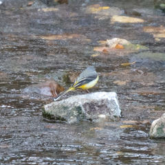 Motacilla cinerea