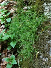 Moehringia muscosa