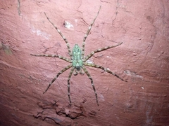 Pandercetes
