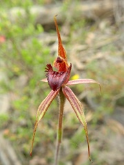 Caladenia ampla