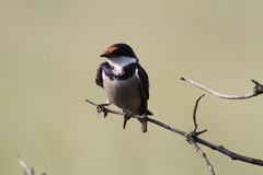 Hirundo albigularis