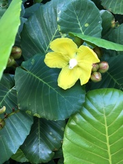 Dillenia suffruticosa