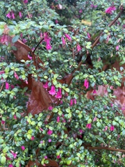Fuchsia microphylla