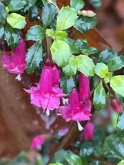 Fuchsia microphylla