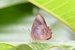 Simiskina phalia