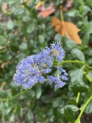 Ceanothus thyrsiflorus