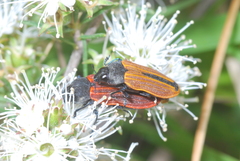 Castiarina erythroptera