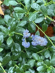 Ceanothus thyrsiflorus
