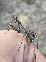 Empusa