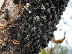 Pterochloroides persicae