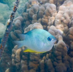 Amblyglyphidodon orbicularis