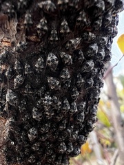 Pterochloroides persicae