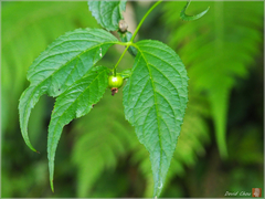 Cyclocodon lancifolius