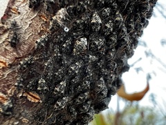 Pterochloroides persicae