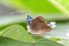Simiskina phalia