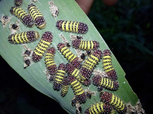 Cyclosia panthona