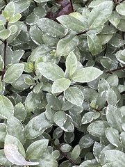 Elaeagnus pungens
