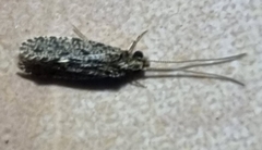 Ecnomidae