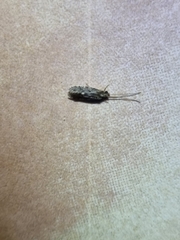 Ecnomidae