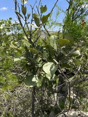 Maytenus undata