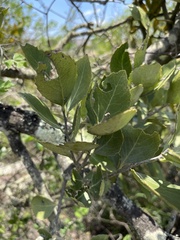 Maytenus undata