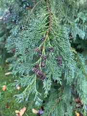 Chamaecyparis lawsoniana