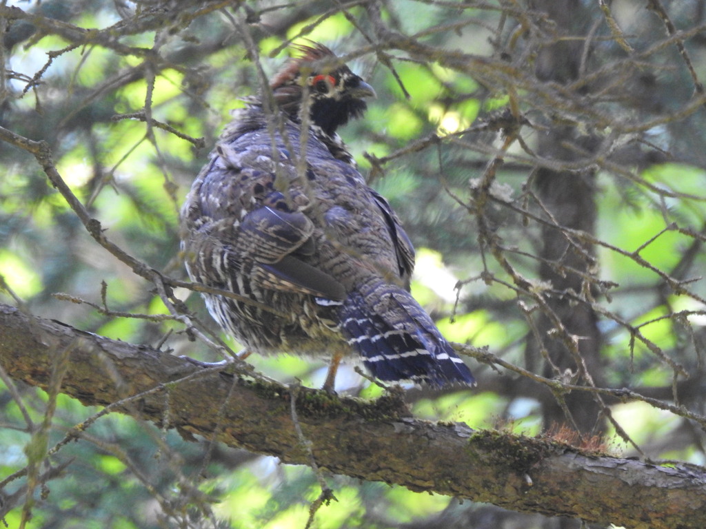 Chinese Grouse