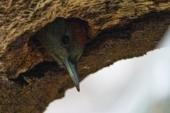 Chloropicus griseocephalus