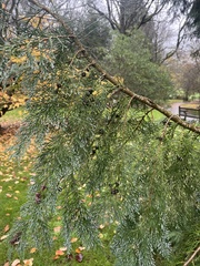 Chamaecyparis lawsoniana