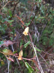 Marianthus bignoniaceus