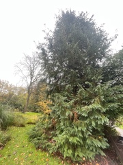 Chamaecyparis lawsoniana