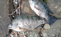 Oreochromis niloticus