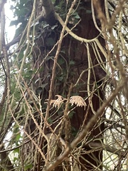 Chamaecyparis lawsoniana