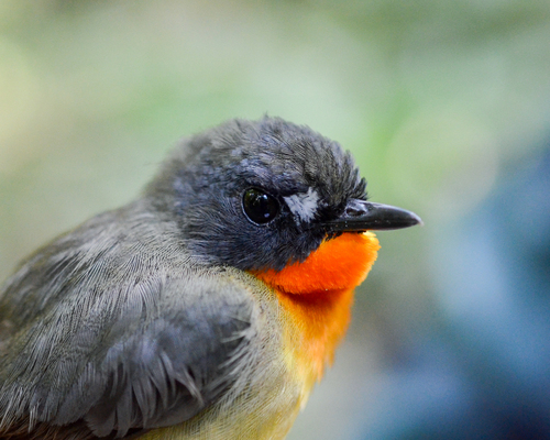 Yellow-breasted Forest Robin
