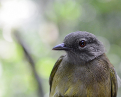 Arizelocichla nigriceps