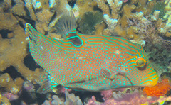 Canthigaster papua