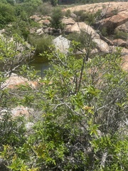 Heteropyxis natalensis